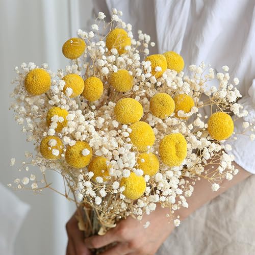 20 Stems Natural Dried Craspedia Billy Balls - 17" Golden Yellow Ball Flowers - Dried Flower Arrangement for Boho Wedding Farmhouse Decor - Vase Centerpiece Filler - DIY Dried Bouquet Home Decor