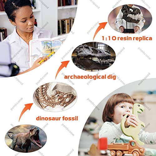 T Rex Skull, Dinosaur Statue Resin Dinosaur Skull Fossil Replica Skeleton Sculptures,Decorative Ornaments for Office Desktop Cabinets Home Kids Adults - color: Large