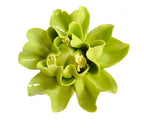 Ceramic Wall Flower Decor Artificial 3D Flower Wall Art，Handmade 3D Wall Art Hanging Sculpture， Porcelain Flower Wall Décor (Green,Crape Myrtle,2.76")