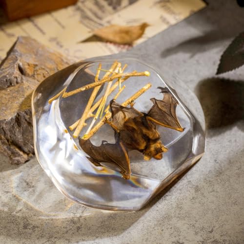Real Hanging Bat Specimen in Resin - Authentic Taxidermy Displaying Natural Behavior, Perfect for Science Education, Oddities Collectors, and Unique Art Decor - color: Inverted Bat Specimen
