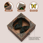 Taxidermy Butterfly Shadow Box Picture Frame - Real Butterfly Framed Meticulously Handcrafted, Framed Butterfly Taxidermy Gothic Room Decor (Green-Banded Queen Butterfly (Family Papilionidae)) - color: Green-banded Queen Butterfly (Family Papilionidae)