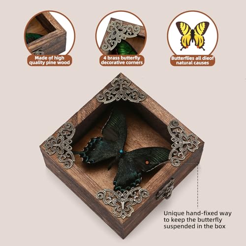 Taxidermy Butterfly Shadow Box Picture Frame - Real Butterfly Framed Meticulously Handcrafted, Framed Butterfly Taxidermy Gothic Room Decor (Green-Banded Queen Butterfly (Family Papilionidae)) - color: Green-banded Queen Butterfly (Family Papilionidae)