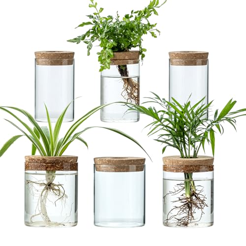 Plant Propagation Stations for Plants, 2 Size Glass Propagation Vases for Propagating Hydroponic Indoor Home Office Decor, Tabletop Glass Planter Gift for Plant Lovers (6)