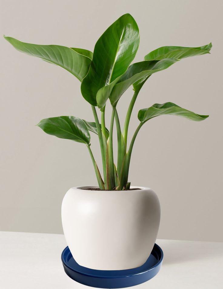 Plant Saucer Pot Tray Planter Saucers 4 Pack 4 inch, 5 6 7 8 9 10 11 12 13 15 Inch for Indoors Outdoor, Durable Sturdy Ceramic Flower Drainage drip Water Tray for Glazed Pots Base ((4.5"/4.1"-Blue) - color: Blue, size: (4.5"/4.1")-4pack