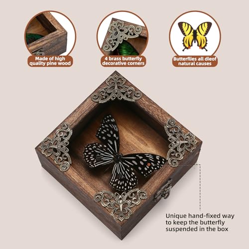 Real Framed Butterflies Shadow Boxes - Framed Butterfly Taxidermy Unique Metal Pushpin Fixation, Oddities and Curiosities Gifts Butterfly Decoration Box (Blue-Spotted Nymphalid (Nymphalidae)) - color: Blue-spotted Nymphalid (Nymphalidae)