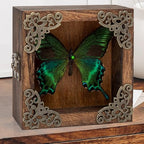 Taxidermy Butterfly Shadow Box Picture Frame - Real Butterfly Framed Meticulously Handcrafted, Framed Butterfly Taxidermy Gothic Room Decor (Green-Banded Queen Butterfly (Family Papilionidae)) - color: Green-banded Queen Butterfly (Family Papilionidae)