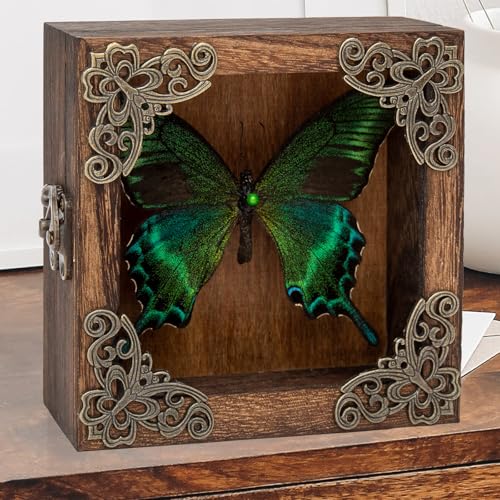 Taxidermy Butterfly Shadow Box Picture Frame - Real Butterfly Framed Meticulously Handcrafted, Framed Butterfly Taxidermy Gothic Room Decor (Green-Banded Queen Butterfly (Family Papilionidae)) - color: Green-banded Queen Butterfly (Family Papilionidae)