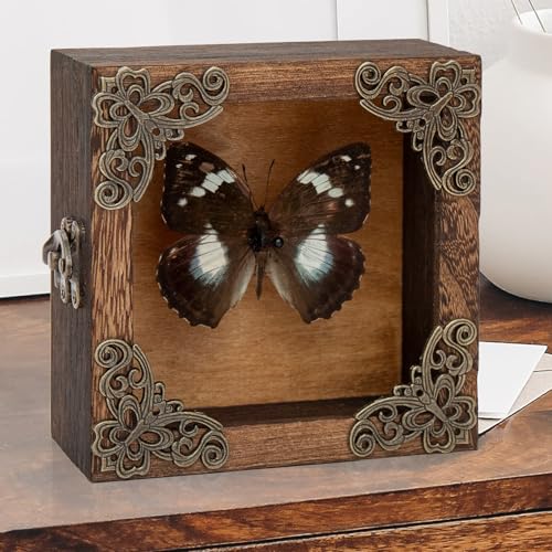 Real Taxidermy Butterfly Shadow Boxes - Framed Butterfly Unique Metal Pushpin Fixation, Oddities and Curiosities Gifts Butterfly Decoration Box (White-Spotted Nymphalid (Nymphalidae)) - color: White-spotted Nymphalid (Nymphalidae)