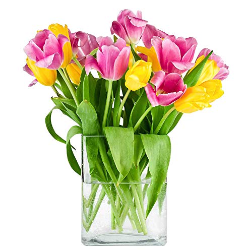 CYS EXCEL Glass Book Vase (H:10" Open:7"x2") Round Edge Oval Flower Vase Rectangular Wedding Centerpiece - size: H-10" Open-7"x2"
