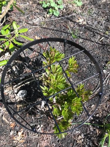 Large Peony Cages and Supports 18.9"x23.6" - Durable Round Garden Flower Rings | Tall Plant Support Stakes for Outdoor Peonies | Enhances Peony Planting Success with Secure Grounding - size: 23.6"x18.9"
