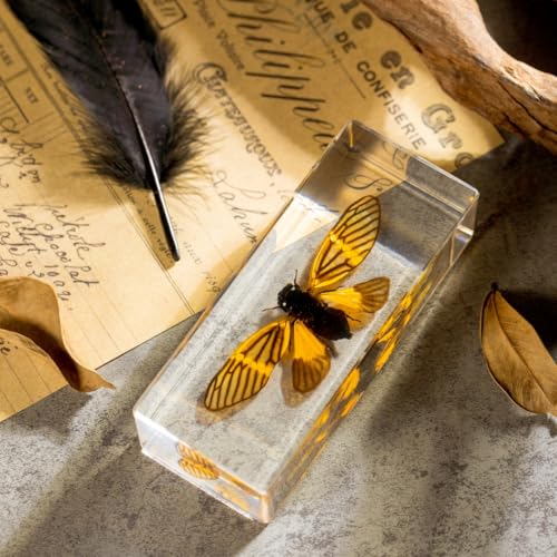 Real Cicada Specimen - Tiger-Striped Cicada Encased in Clear Resin Block,Perfect for Science Education, Oddities Collectors, and Biology Enthusiasts(Cicada Specimen) - color: Cicada Specimen
