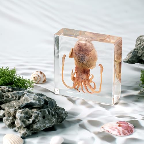 Taxidermy Squid, Real Squid Specimens Animal Specimen in Resin for Science Classroom Science Education, Great Gift for Fans of Taxidermy, Animal Skull, Oddities, Biology (3 x 3 x 1 inch) - color: Squid