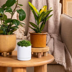 D'vine Dev Set of 4 Small Ceramic Plant Pots, 3.5 Inch Succulent Planter Pot for Plants with Drainage Hole and Saucer, White, 94-X-A-1 - color: White, size: 3.5 Inch
