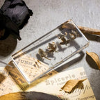 Frog Development Specimen in Resin - Transparent Resin Block Showing Life Cycle from Egg to Adult Frog (5.5 x 2.5 x 0.8 Inches) - color: Frog Development Specimen (5.5" X 2.5" X 0.8")