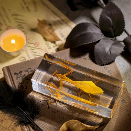 Real Mantis Specimen in Resin - Authentic Mantis Encased in Clear Resin Block, Perfect for Science Education, Oddities Collectors, and Biology Enthusiasts - color: Mantis Specimen
