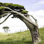 Tree Face, Nottingham Wood Spirit Greenman Tree Sculpture, Spirit of Nottingham Woods Greenman Sculpture for Home Outdoor Patio Garden