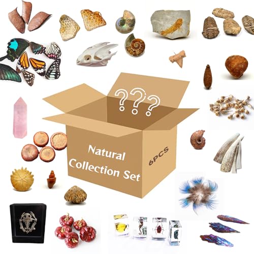 6Pcs Mystery Natural Oddities Collection Box - Real Fossils, Crystals & Taxidermy in Glass Vials | Dark Academia Decor for Adults & Kids | Witchy Curio Cabinet Decor | Unique Gifts for Science Lovers - style: 6Pcs