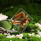 Taxidermy Crab, Real Crab Specimens Animal Specimen in Resin for Science Classroom Science Education, Great Gift for Fans of Taxidermy, Animal Skull, Oddities, Biology (3 x 3 x 1 inch) - color: Crab A