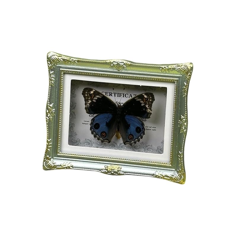 1Pcs Real Butterfly Framed Handmade, Taxidermy Butterfly Shadow Box Collection, Framed Butterfly Taxidermy for Oddities and Curiosities Gifts Tabletop ornaments (N-Butterfly specimen+photo frame) - color: N-Butterfly specimen+photo frame