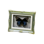 1Pcs Real Butterfly Framed Handmade, Taxidermy Butterfly Shadow Box Collection, Framed Butterfly Taxidermy for Oddities and Curiosities Gifts Tabletop ornaments (N-Butterfly specimen+photo frame) - color: N-Butterfly specimen+photo frame