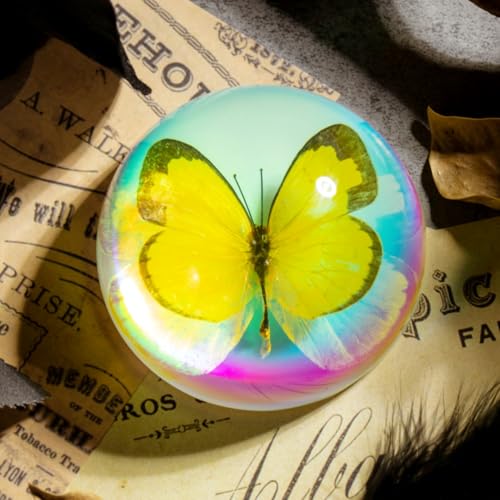 Real Butterfly Specimen in Iridescent Dome Resin - Random Seasonal Butterfly for Science Education, Biology Study, Oddities Collectors, and Nature Enthusiasts (2.5 x 1.3 Inches) - color: Butterfly Specimen (2.5" X 1.3")