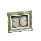 1Pcs Real Butterfly Framed Handmade, Taxidermy Butterfly Shadow Box Collection, Framed Butterfly Taxidermy for Oddities and Curiosities Gifts Tabletop Ornaments (L-Butterfly Specimen+Photo Frame) - color: L-butterfly Specimen+photo Frame