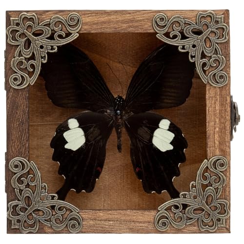 Taxidermy Butterfly Shadow Box Picture Frame - Real Butterfly Framed Meticulously Handcrafted, Framed Butterfly Taxidermy Gothic Room Decor Great White Spotted Butterfly (Family Papilionidae) - color: Great White Spotted Butterfly (Family Papilionidae)