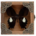 Taxidermy Butterfly Shadow Box Picture Frame - Real Butterfly Framed Meticulously Handcrafted, Framed Butterfly Taxidermy Gothic Room Decor Great White Spotted Butterfly (Family Papilionidae) - color: Great White Spotted Butterfly (Family Papilionidae)