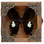 Taxidermy Butterfly Shadow Box Picture Frame - Real Butterfly Framed Meticulously Handcrafted, Framed Butterfly Taxidermy Gothic Room Decor Great White Spotted Butterfly (Family Papilionidae) - color: Great White Spotted Butterfly (Family Papilionidae)
