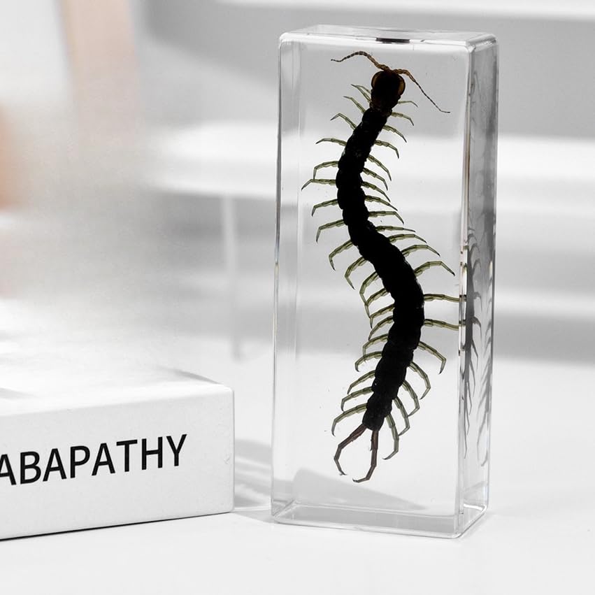 Real Specimen Preserved in Resin - Animal Taxidermy for Science Education, Great Gift for Fans of Taxidermy, Animal Skull, Biology (Centipede) - color: Centipede Specimen
