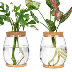 2 Pcs Propagation Vases, Tabletop Plant Terrarium for Propagating Hydroponic, Glass Terrarium Vase Jars, Home Kitchen Decorations and Gifts for Plant Lovers - size: 4.2" L x 4.2" W x 5.2"H