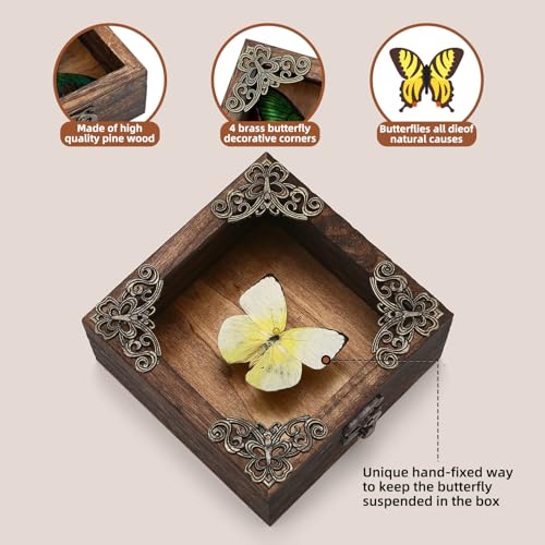 Real Taxidermy Butterfly Shadow Box - Framed Butterfly Taxidermy Unique Metal Pushpin Fixation, Goth Gifts Butterfly Decoration Box (Yellow migratory Pink Butterfly (Family Papilionidae)) - color: Yellow Migratory Pink Butterfly (Family Papilionidae)