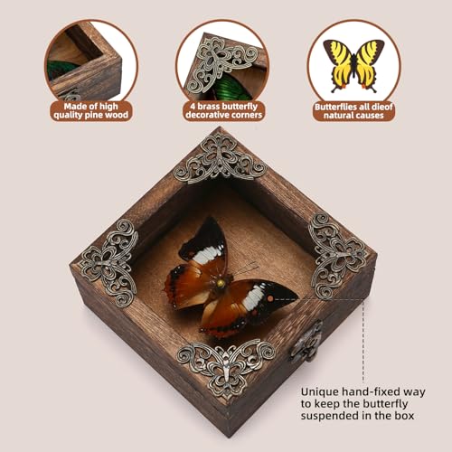 Real Taxidermy Butterfly Shadow Boxes - Framed Butterfly Unique Metal Pushpin Fixation, Oddities and Curiosities Gifts Butterfly Decoration Box (White Tape Nymphalid (Nymphalidae)) - color: White Tape Nymphalid (Nymphalidae)