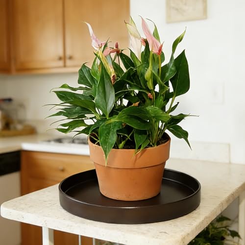 Plant Saucer 6 inch Drip Tray for Ceramic Plastic Pots, 2 Pack Plant Saucers for Indoors, Plastic Planter Flower Pot Saucers for Potted Plants, Planter Water Trays for pots Base (6", Chocolate) - color: Chocolate, size: 6" - 2Pcs