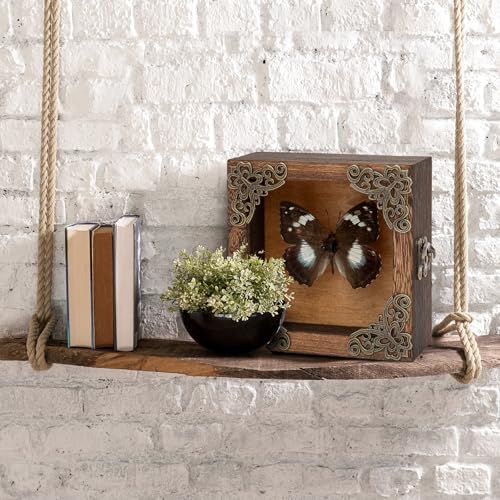 Real Taxidermy Butterfly Shadow Boxes - Framed Butterfly Unique Metal Pushpin Fixation, Oddities and Curiosities Gifts Butterfly Decoration Box (White-Spotted Nymphalid (Nymphalidae)) - color: White-spotted Nymphalid (Nymphalidae)