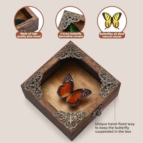Taxidermy Butterfly Shadow Box Picture Frame - Real Framed Butterflies Meticulously Handcrafted, Framed Butterfly Taxidermy for Dark Academia Decor (Red Saw Nymphalid (Nymphalidae)) - color: Red Saw Nymphalid (Nymphalidae)