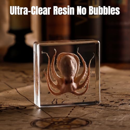 Taxidermy Octopus Specimen in Resin – Real Preserved Marine Animal Specimen, Oddities Collectible & Gothic Decor for Science Classroom, Unique Halloween, Christmas & Birthday Gift - color: Taxidermy Octopus(3 x 3 x 1 inch)