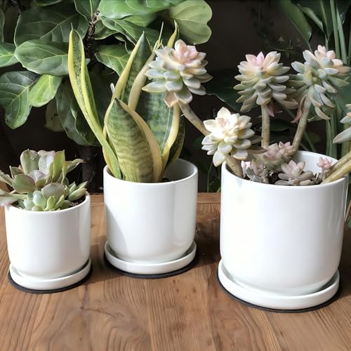 Yukfona Ceramic Plant Saucer Pot Tray 6、8、10 Inch White, Planter Saucers for Indoors Outdoor, Durable Sturdy Flower Drainage drip Water Tray for Glazed Pots Base - color: White, size: 6+8+10in 3pack