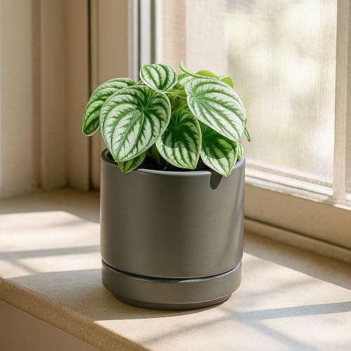 D'vine Dev Set of 4 Small Ceramic Plant Pots, 4.7 Inch Succulent Planter Pot for Plants with Drainage Hole and Saucer, Grey, 94-X-B-3 - color: Gray, size: 4.7 Inch