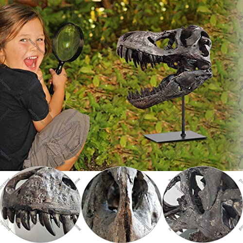 T Rex Skull, Dinosaur Statue Resin Dinosaur Skull Fossil Replica Skeleton Sculptures,Decorative Ornaments for Office Desktop Cabinets Home Kids Adults - color: Large