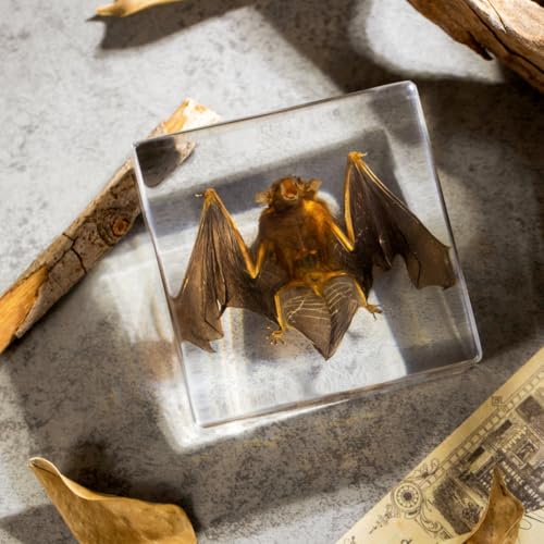 Vintage Taxidermy Bat Specimen - Real Bat Encased in Clear Resin Block for Science & Display (3" x 3" x 1") – Perfect for Biology, Gothic Decor, and Oddity Collectors - color: Bat Specimen (3.0" X 3.0" X 1.0")