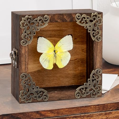 Real Taxidermy Butterfly Shadow Box - Framed Butterfly Taxidermy Unique Metal Pushpin Fixation, Goth Gifts Butterfly Decoration Box (Yellow migratory Pink Butterfly (Family Papilionidae)) - color: Yellow Migratory Pink Butterfly (Family Papilionidae)