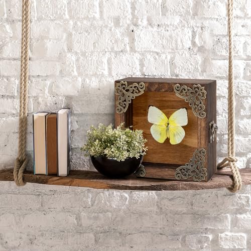 Real Taxidermy Butterfly Shadow Box - Framed Butterfly Taxidermy Unique Metal Pushpin Fixation, Goth Gifts Butterfly Decoration Box (Yellow migratory Pink Butterfly (Family Papilionidae)) - color: Yellow Migratory Pink Butterfly (Family Papilionidae)