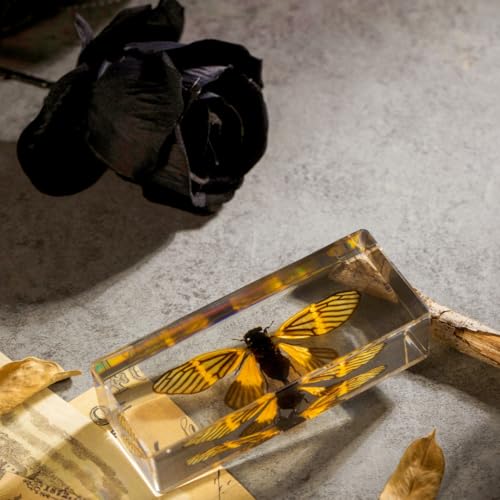 Real Cicada Specimen - Tiger-Striped Cicada Encased in Clear Resin Block,Perfect for Science Education, Oddities Collectors, and Biology Enthusiasts(Cicada Specimen) - color: Cicada Specimen