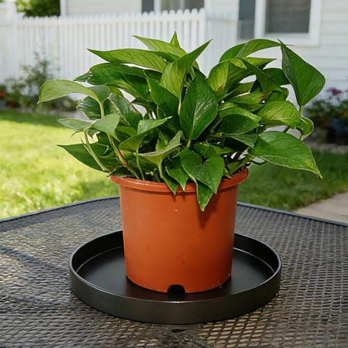 Plant Saucer 6 inch Drip Tray for Ceramic Plastic Pots, 2 Pack Plant Saucers for Indoors, Plastic Planter Flower Pot Saucers for Potted Plants, Planter Water Trays for pots Base (6", Black) - color: Black, size: 6" - 2Pcs