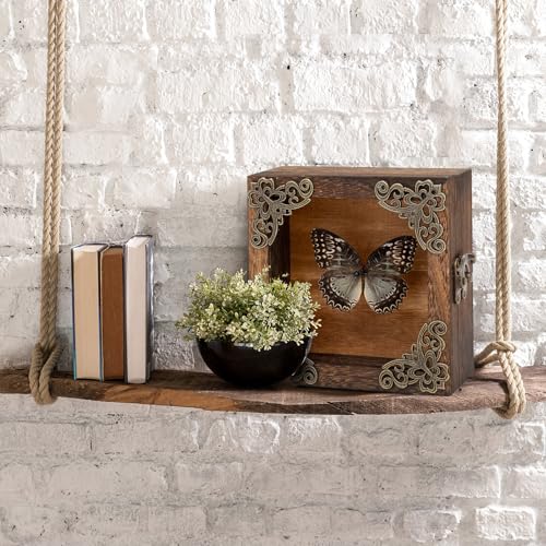 Real Butterfly Shadow Box Picture Frame - Framed Butterfly Taxidermy Meticulously Handcrafted, Gothic Decor Butterfly Small Shadow Box (Male Red Saw Nymphalid (Nymphalidae)) - color: Male Red Saw Nymphalid (Nymphalidae)