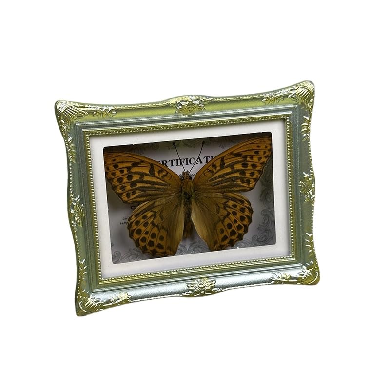 1Pcs Real Butterfly Framed Handmade, Taxidermy Butterfly Shadow Box Collection, Framed Butterfly Taxidermy for Oddities and Curiosities Gifts Tabletop Ornaments (B-Butterfly Specimen+Photo Frame) - color: B-butterfly Specimen+photo Frame