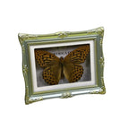 1Pcs Real Butterfly Framed Handmade, Taxidermy Butterfly Shadow Box Collection, Framed Butterfly Taxidermy for Oddities and Curiosities Gifts Tabletop Ornaments (B-Butterfly Specimen+Photo Frame) - color: B-butterfly Specimen+photo Frame
