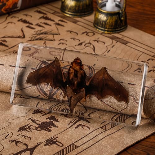 Taxidermy Bat Specimen in Resin – Real Preserved Animal Specimen, Oddities Collectible & Gothic Decor for Science Classroom, Unique Halloween, Christmas & Birthday Gift(5.5 x 2.5 x 0.7 inch) - color: Taxidermy Bat(5.5 x 2.5 x 0.7 inch)