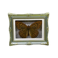1Pcs Real Butterfly Framed Handmade, Taxidermy Butterfly Shadow Box Collection, Framed Butterfly Taxidermy for Oddities and Curiosities Gifts Tabletop Ornaments (B-Butterfly Specimen+Photo Frame) - color: B-butterfly Specimen+photo Frame